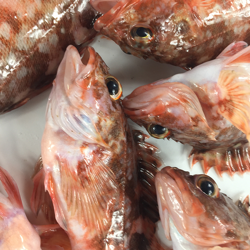 广东人最擅长使用石九公进补,产后的女子最受欢迎,是什么情况?