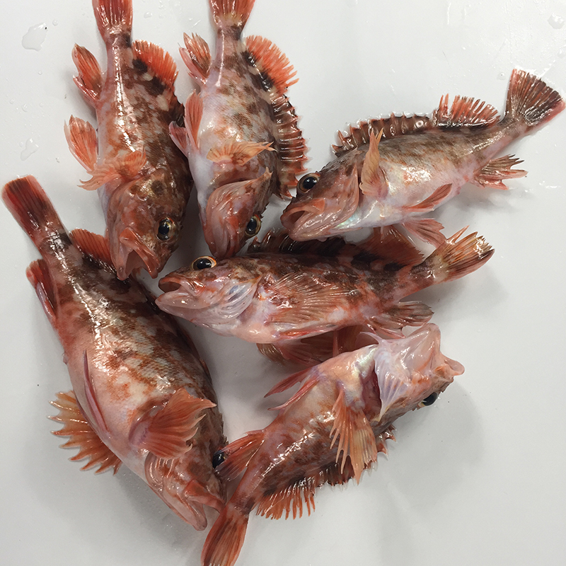 广东人最擅长使用石九公进补,产后的女子最受欢迎,是什么情况?