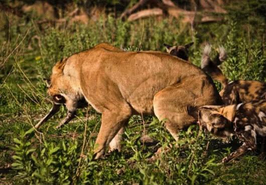 野狗相互合作围攻狮子,狮子爆发真正实力后,结局令人意外