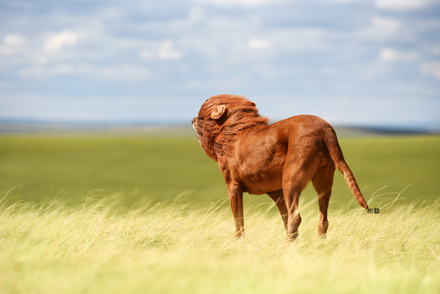 选对了摄影师,家养狮子不是梦