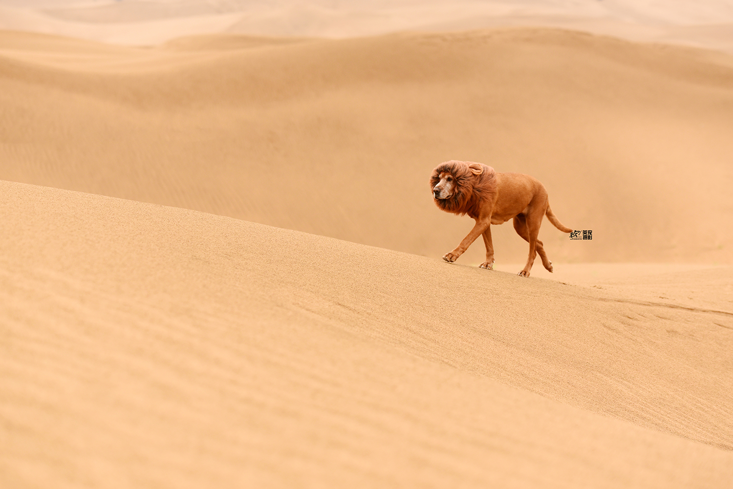 卡拉哈里沙漠狮子图片