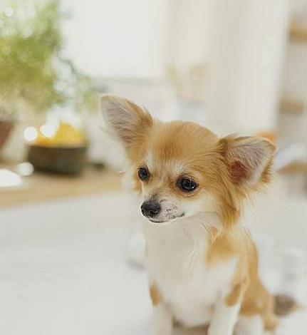 养狗最容易碰见的情况吉娃娃流口水新手不能忽略