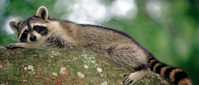 一丘之貉说的是什么动物虽然也叫浣熊,但和真正的浣熊区别很大