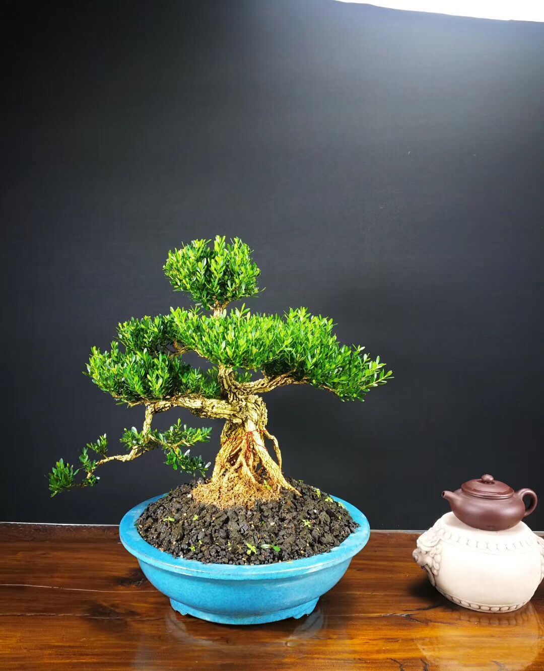 几盆雀舌黄杨盆景大家觉得哪盆更漂亮一些