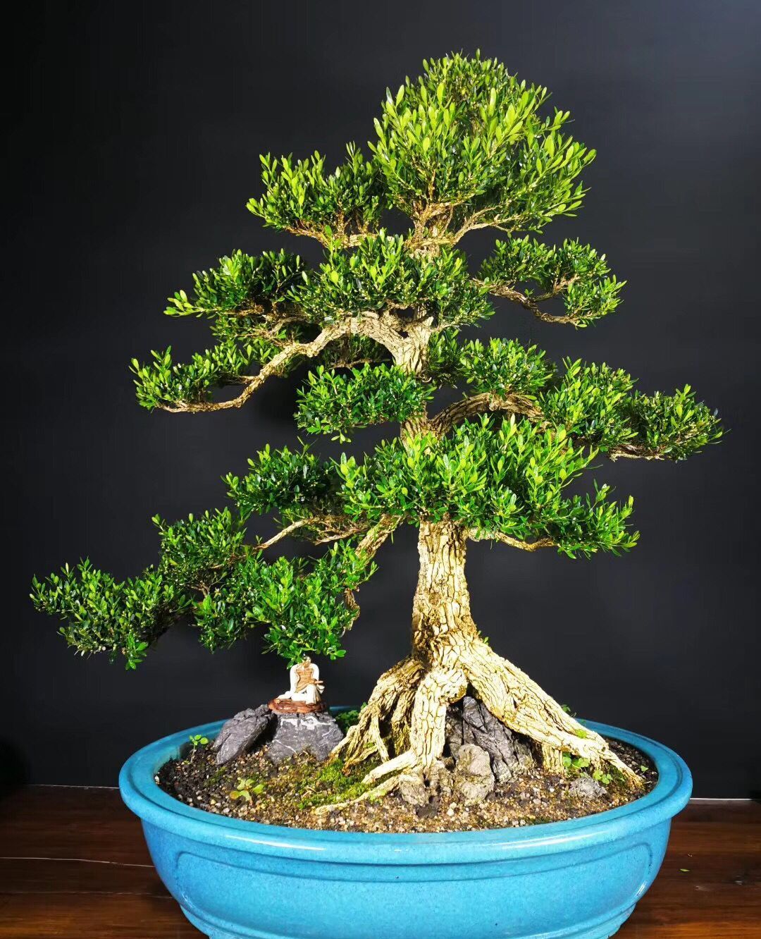 几盆雀舌黄杨盆景大家觉得哪盆更漂亮一些