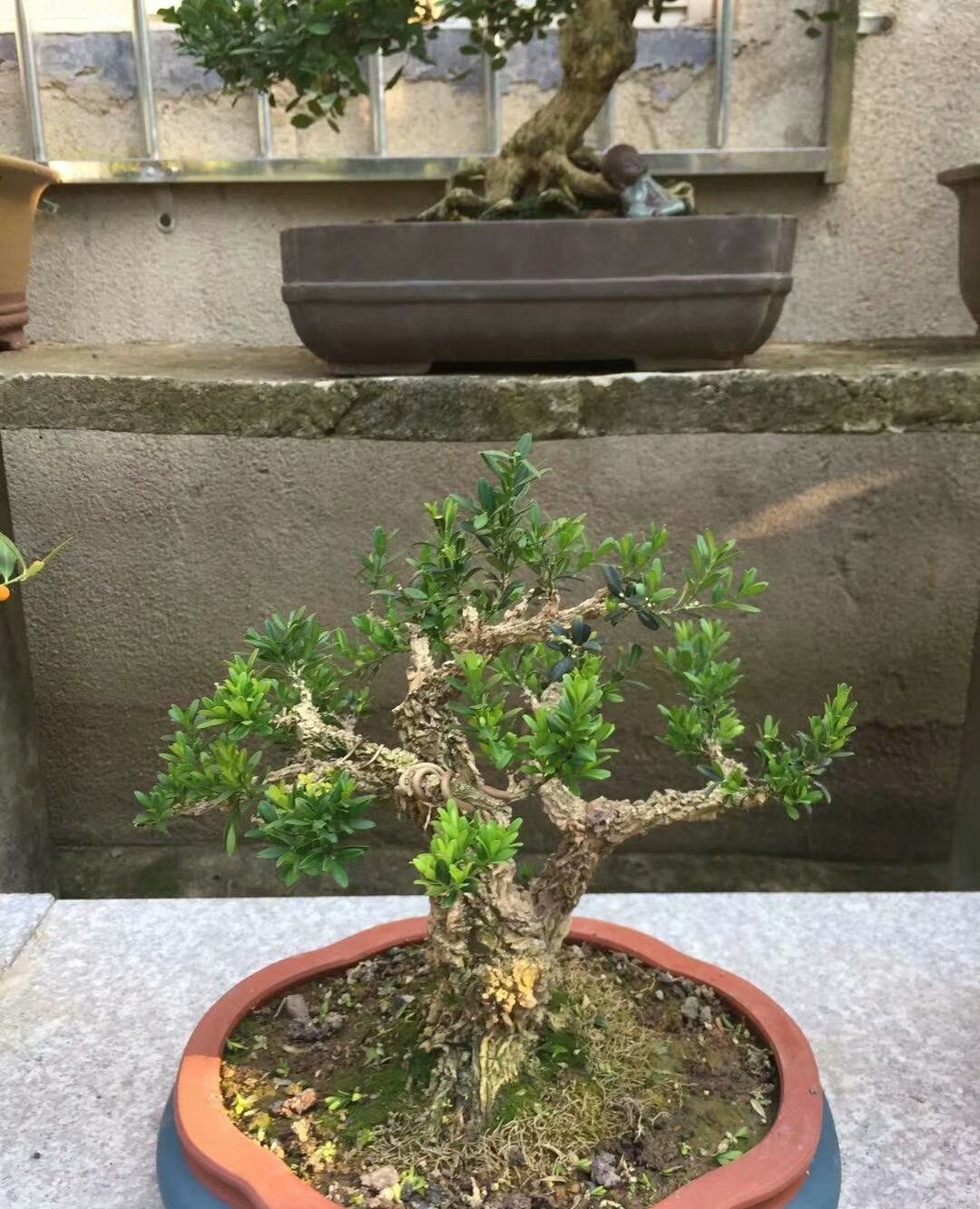 雀舌龙鳞黄杨很惹人喜欢,树皮沧桑,枝干茂盛,又绿意盎然!