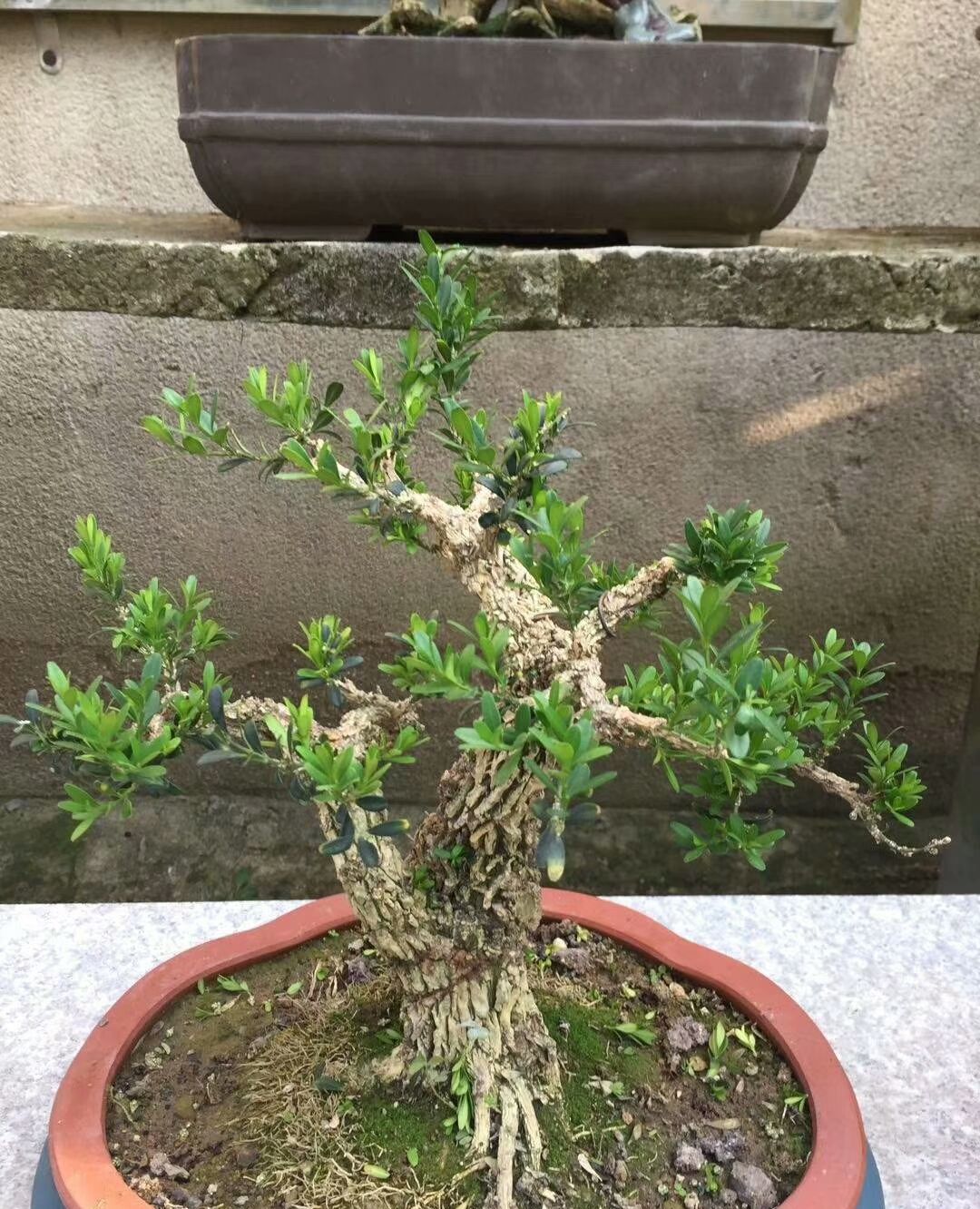 雀舌龙鳞黄杨很惹人喜欢,树皮沧桑,枝干茂盛,又绿意盎然!