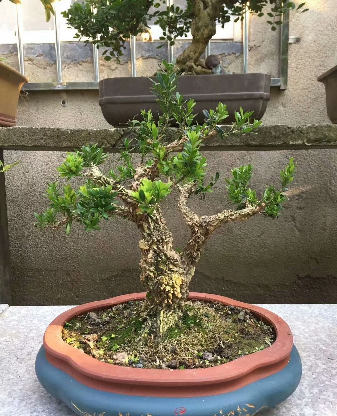 雀舌龙鳞黄杨很惹人喜欢,树皮沧桑,枝干茂盛,又绿意盎然!