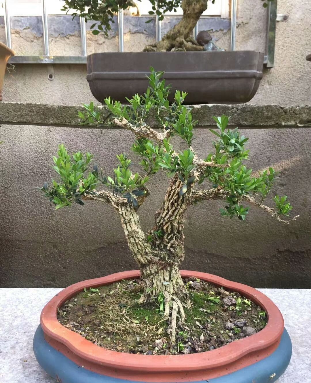 雀舌龙鳞黄杨很惹人喜欢树皮沧桑枝干茂盛又绿意盎然