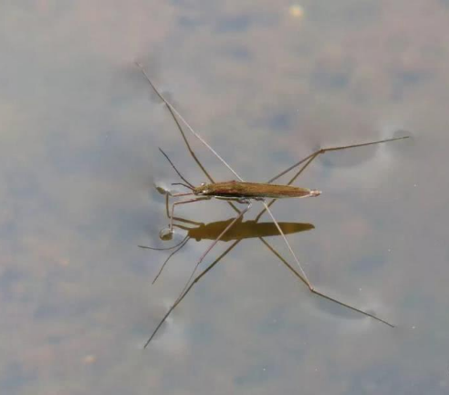 水面上看到这种虫子,踩着水跑得很快,有点酷|水面|昆虫|虫子_新浪新闻