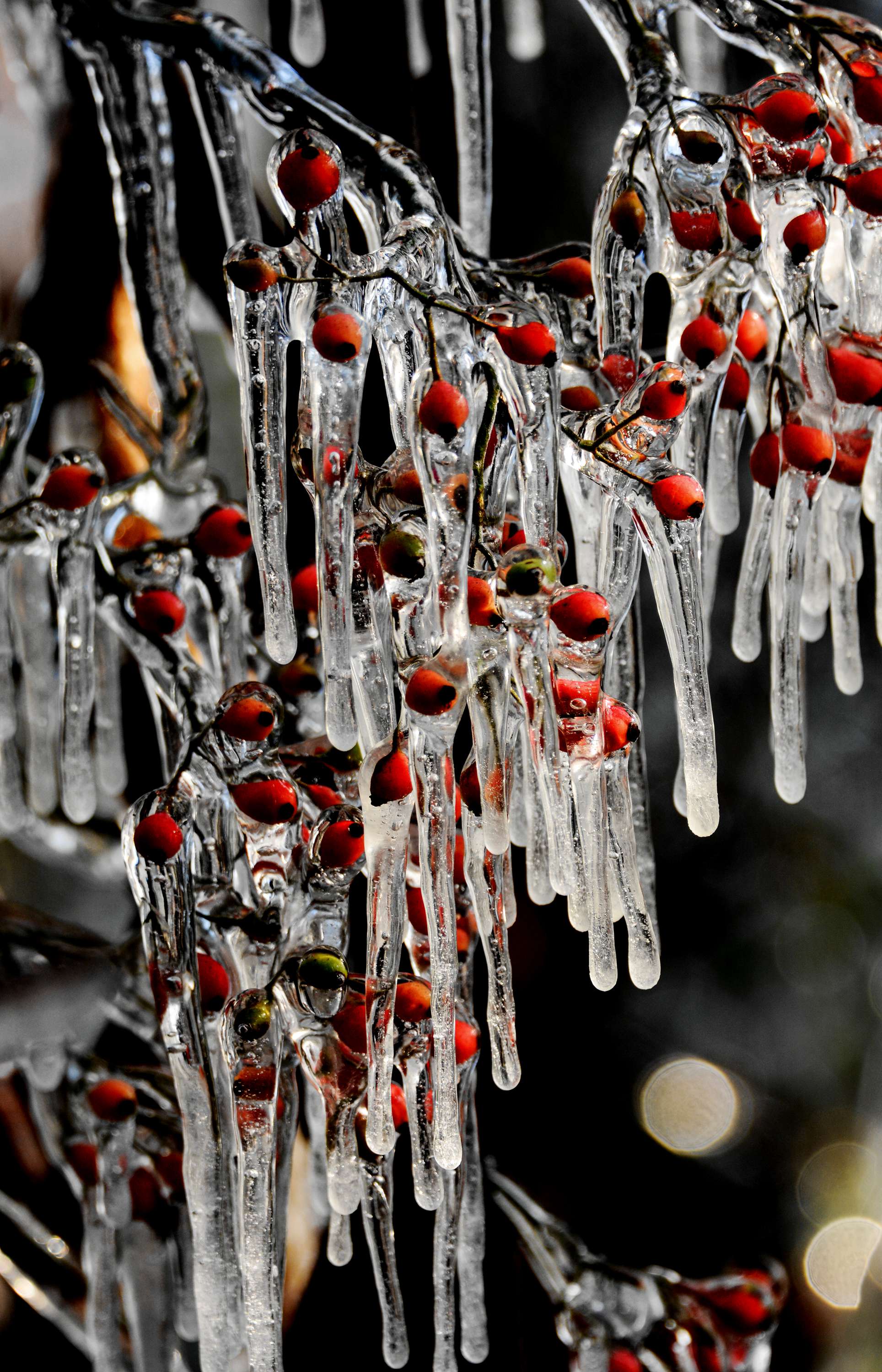 美丽冻人的无锡斗山一景——黄杨居冰凌__财经头条