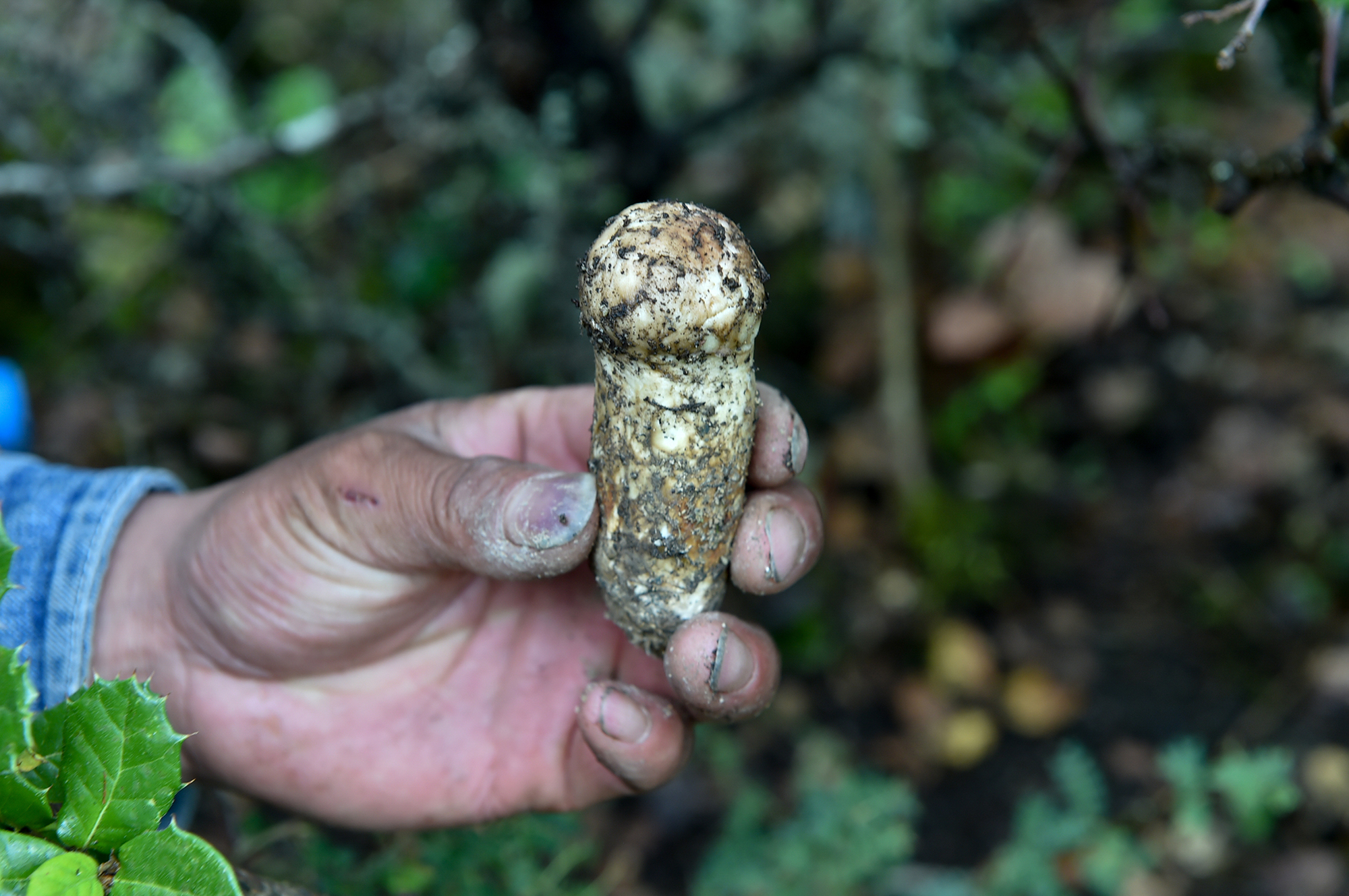 顶级食材来之不易,村民天没亮上山挖松茸,一季可挣10万|松茸|村民|林内_新浪新闻