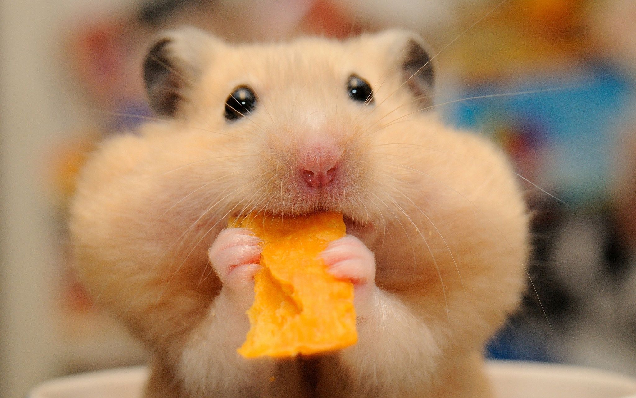 呆萌的小动物美图,你喜欢哪一个?第五期|灰鼠|小仓鼠|腮帮子_新浪新闻