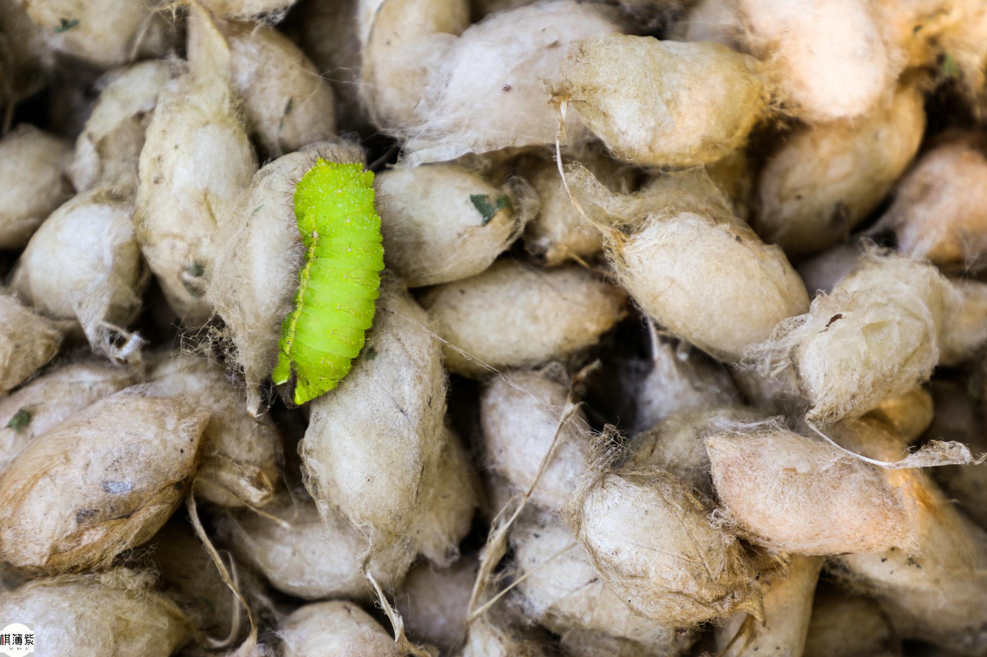 蚕农大老郭,为儿背债多;秋收摘大茧,老牙咬树窠