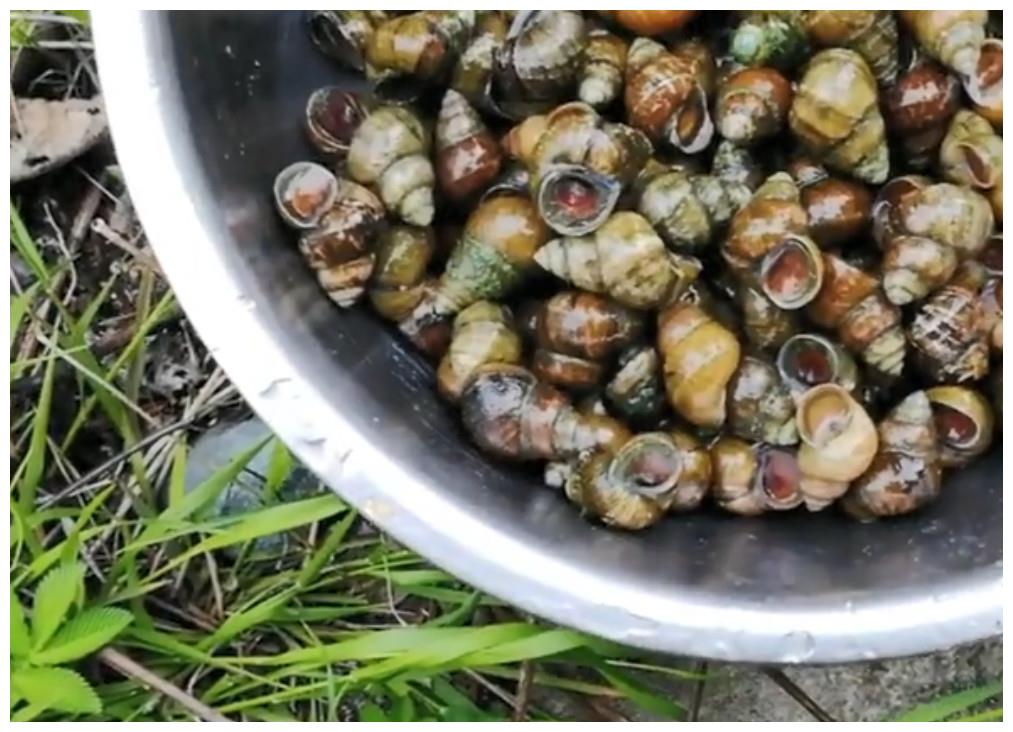 深山小溪里的螺蛳个大肥美小伙抓一盆来爆炒配啤酒真是美滋滋