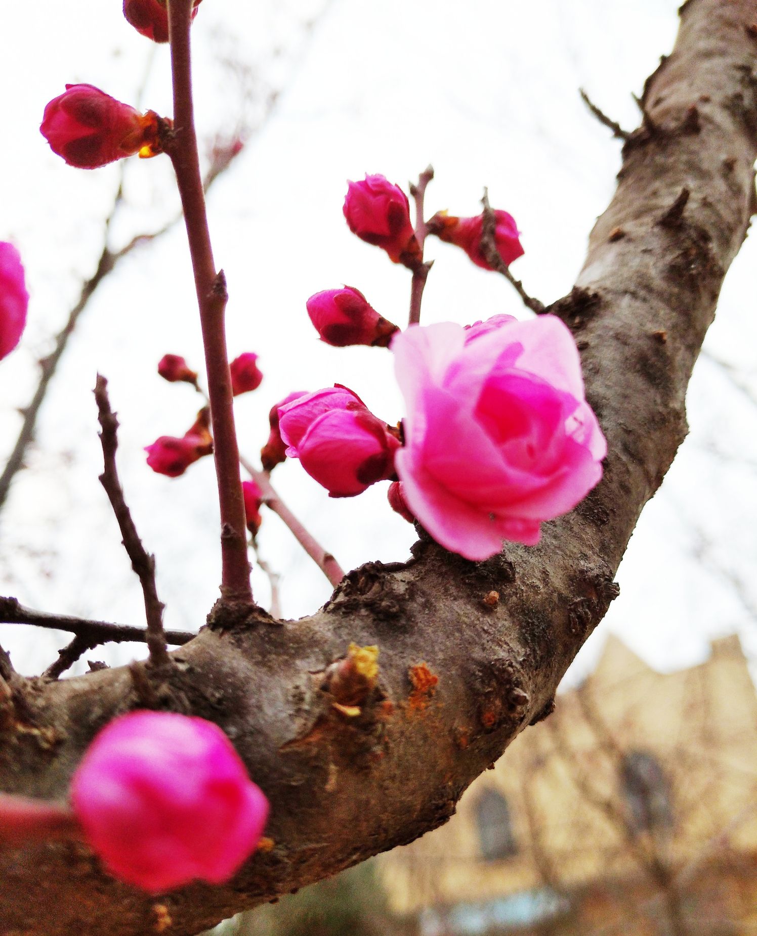春风送暖桃花绽开_高清图集_新浪网