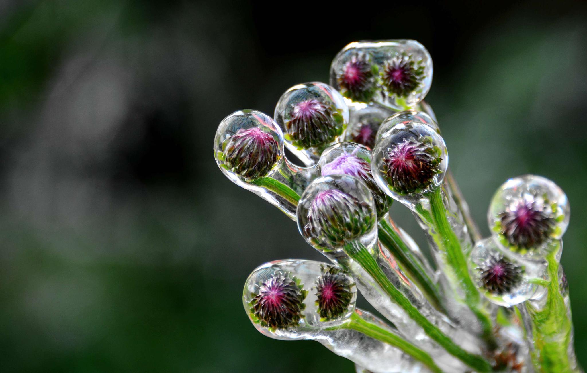 美丽冻人的无锡斗山一景——黄杨居冰凌__财经头条