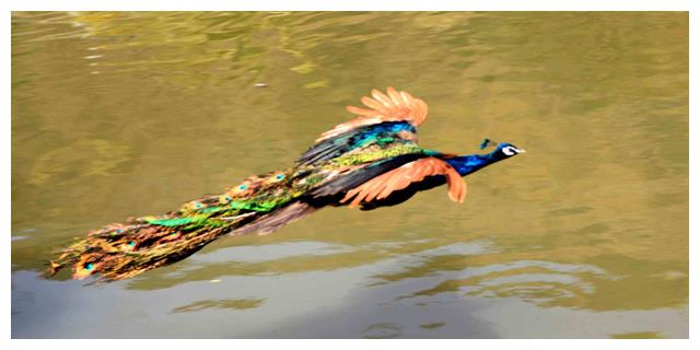 常能看见孔雀散步,那孔雀到底会不会飞呢?专家