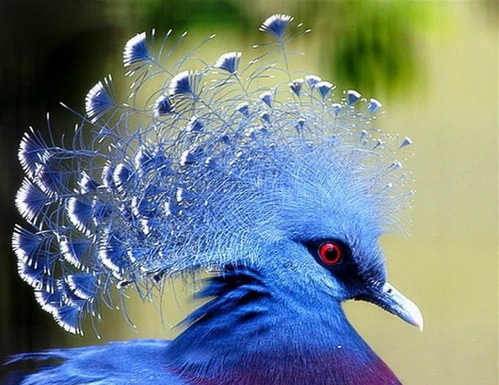 台湾现世上最忠贞的羽冠鸟没有飞行能力只能向上跳跃数米