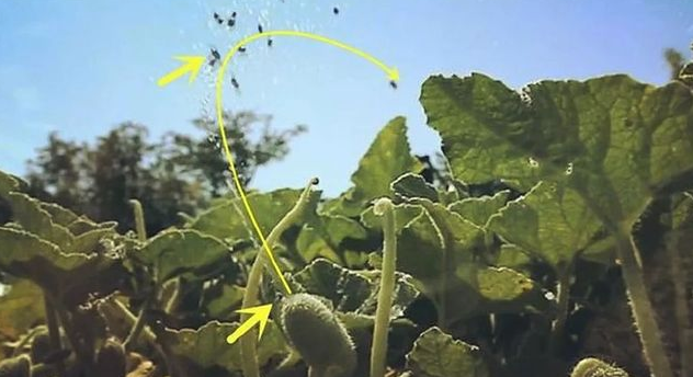 世界上最有力气的果实,能将种子喷射15米远|喷瓜|果实|力气_新浪新闻