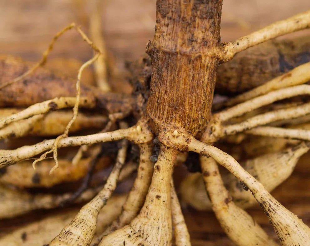 在大丽花的根茎底部,只需要留下短短的一小节根茎即可.