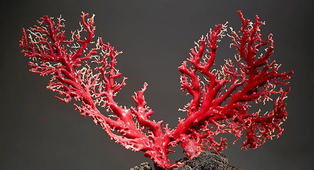 海洋酸化水平不断上升,但是这种珊瑚却无惧酸化,继续生存