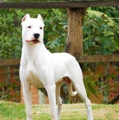 杜高犬和杜宾犬应该如何选择