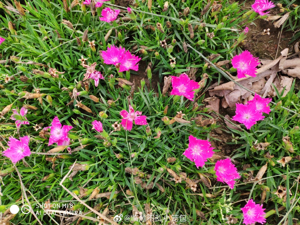 万紫千红的花园里 唯一一株千日红让我发现了