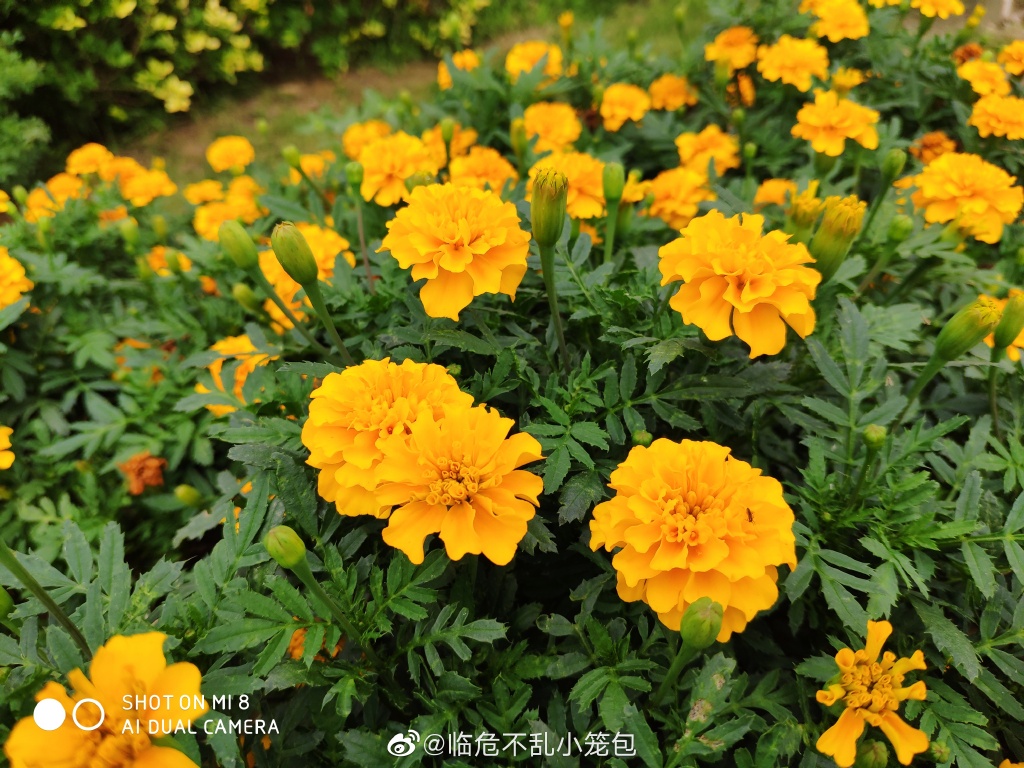 万紫千红的花园里 唯一一株千日红让我发现了|千日红|花园里_新浪新闻