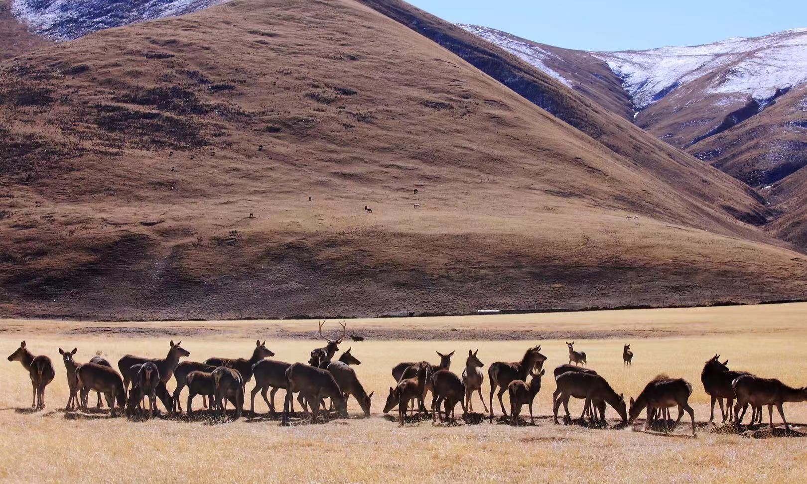 西藏拉萨的藏马鹿!_高清图集_新浪网