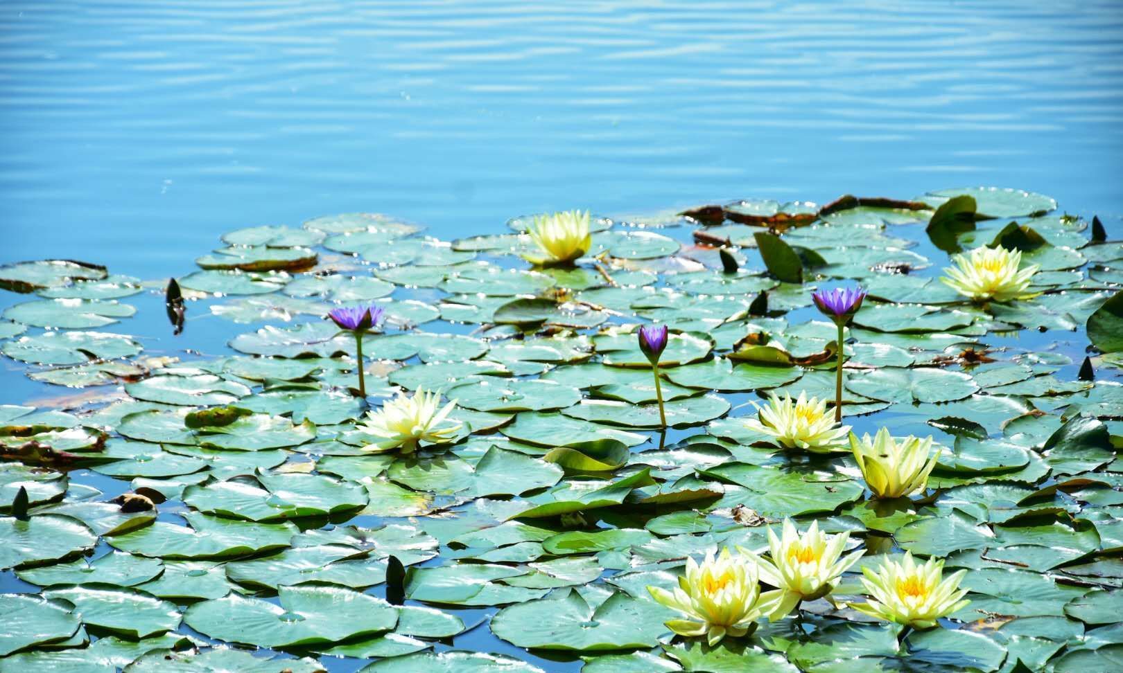 让我想起莫奈的《池塘.睡莲》——广州创业公园的睡莲