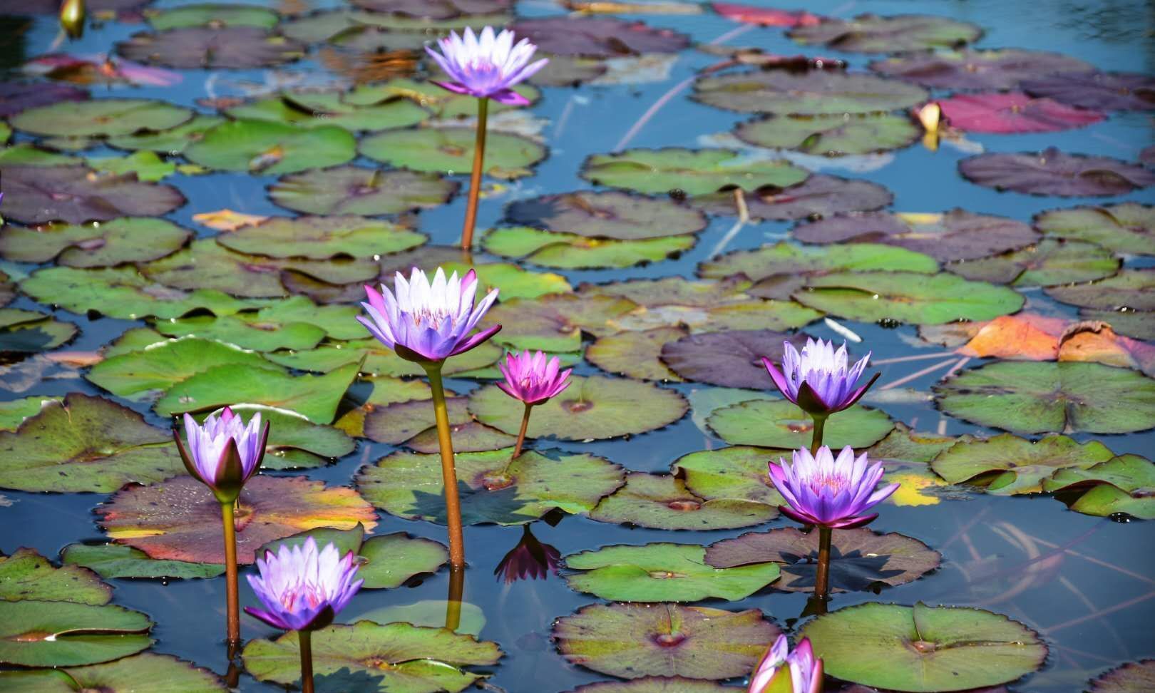 让我想起莫奈的池塘睡莲广州创业公园的睡莲