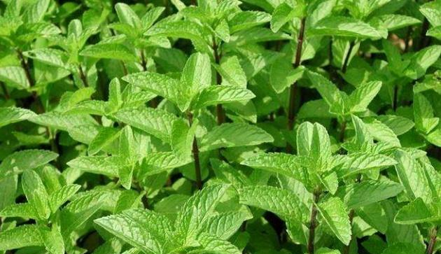 农村一草叫"薄荷",遇见请珍惜,殊不知是治疗口臭的良方