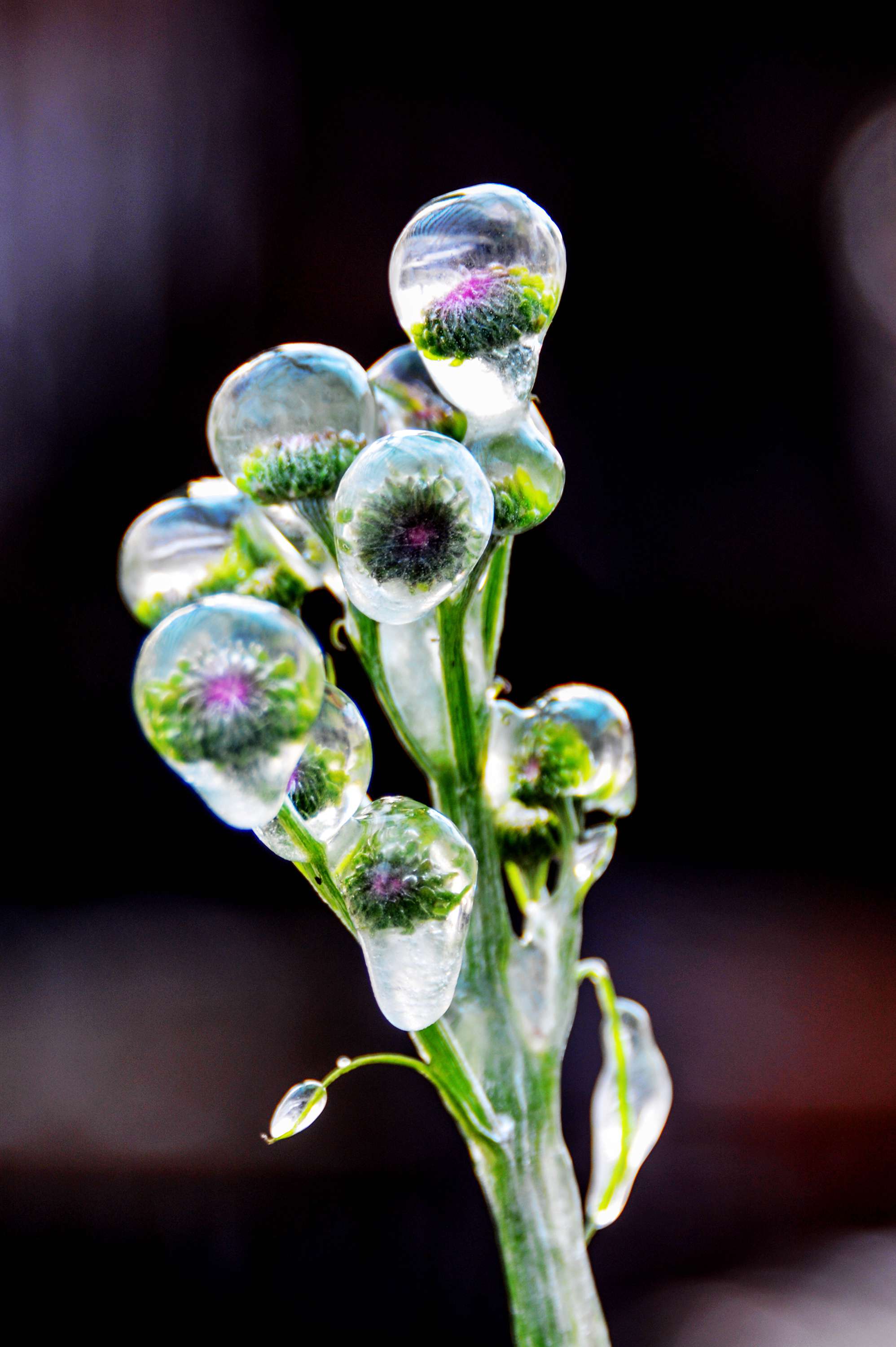 美丽冻人的无锡斗山一景——黄杨居冰凌__财经头条