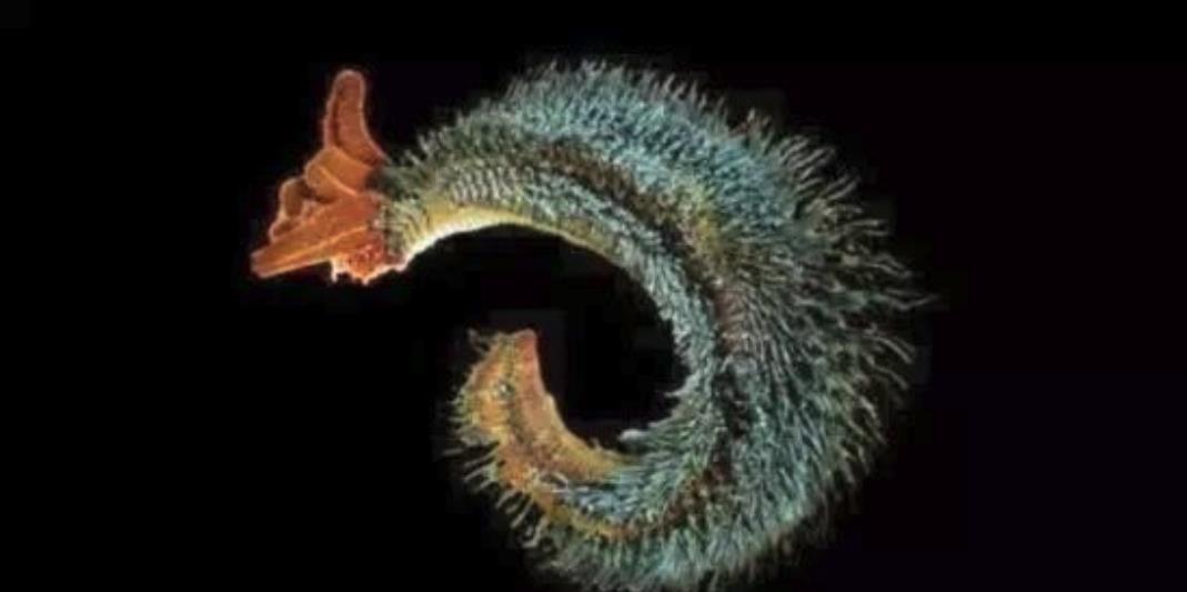 把岩浆当做"洗澡水",世界上最耐热的生物,正在火山口里游泳