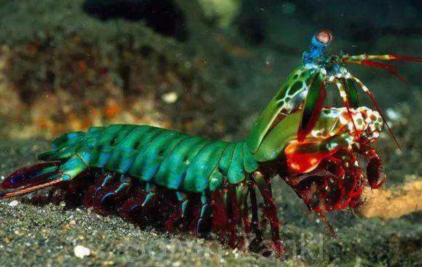 全球最凶猛的虾,号称海鲜届"泰森",爪子冲击力跟子弹差不多