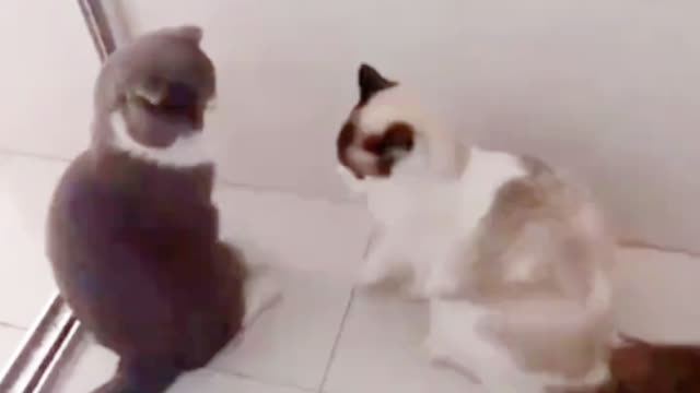 主人给两只猫咪打架加了特效 猫 魔法攻击无效 溜了溜了