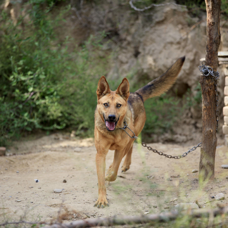 养了十多年的狼狗最近每天消失一小时主人知道顿时痛哭流涕