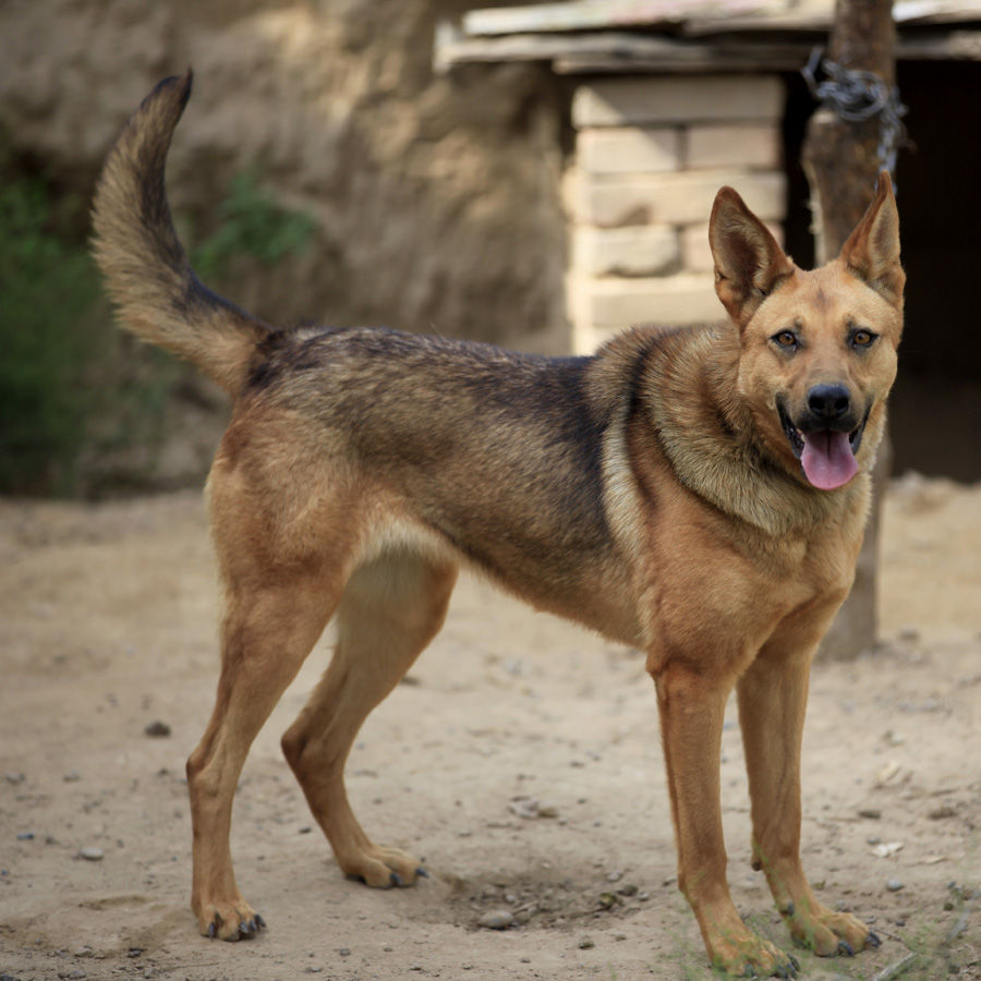 养了十多年的狼狗最近每天消失一小时,主人知道顿时痛哭流涕|大狼狗