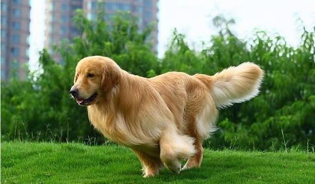 中型最佳护院犬