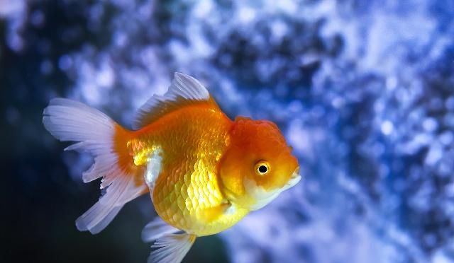 在饲养金鱼时 金鱼的外形有什么特征你们知道吗 下 在饲养金鱼时 金鱼的外形有什么特征你们知道吗 下