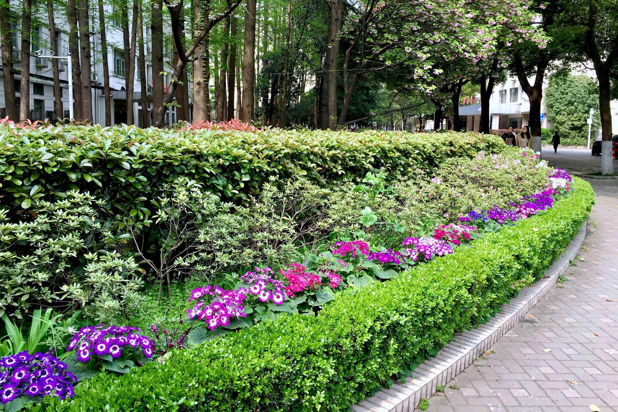 同济医学院校园小景湖北武汉