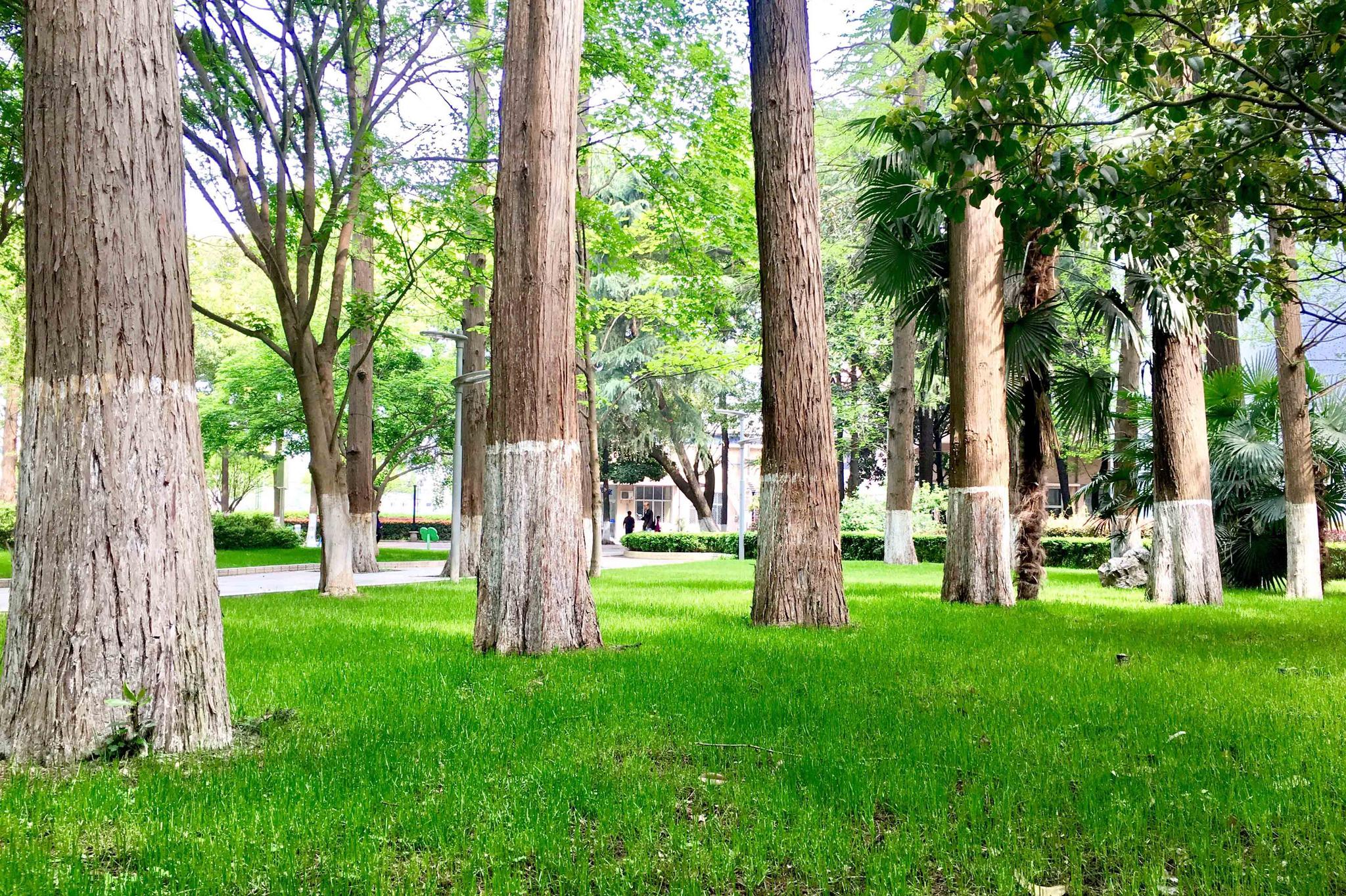 同济医学院校园小景湖北武汉