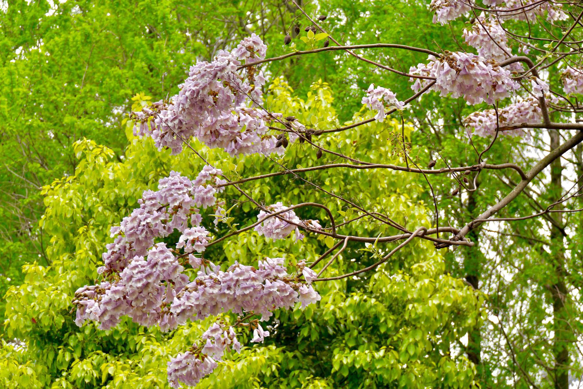 泡桐花这温婉的紫花湖北工业大学武汉大学