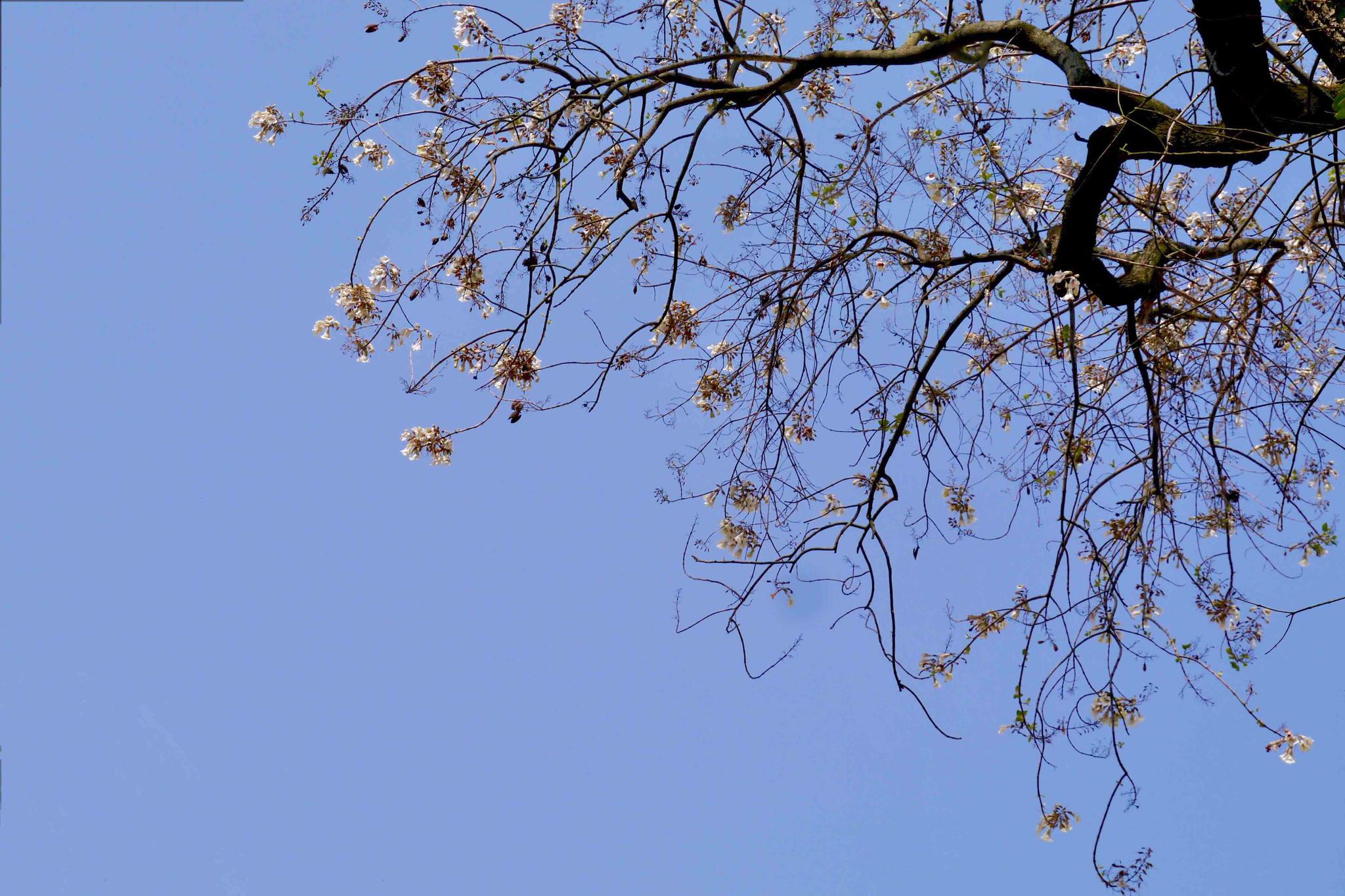 泡桐花这温婉的紫花湖北工业大学武汉大学