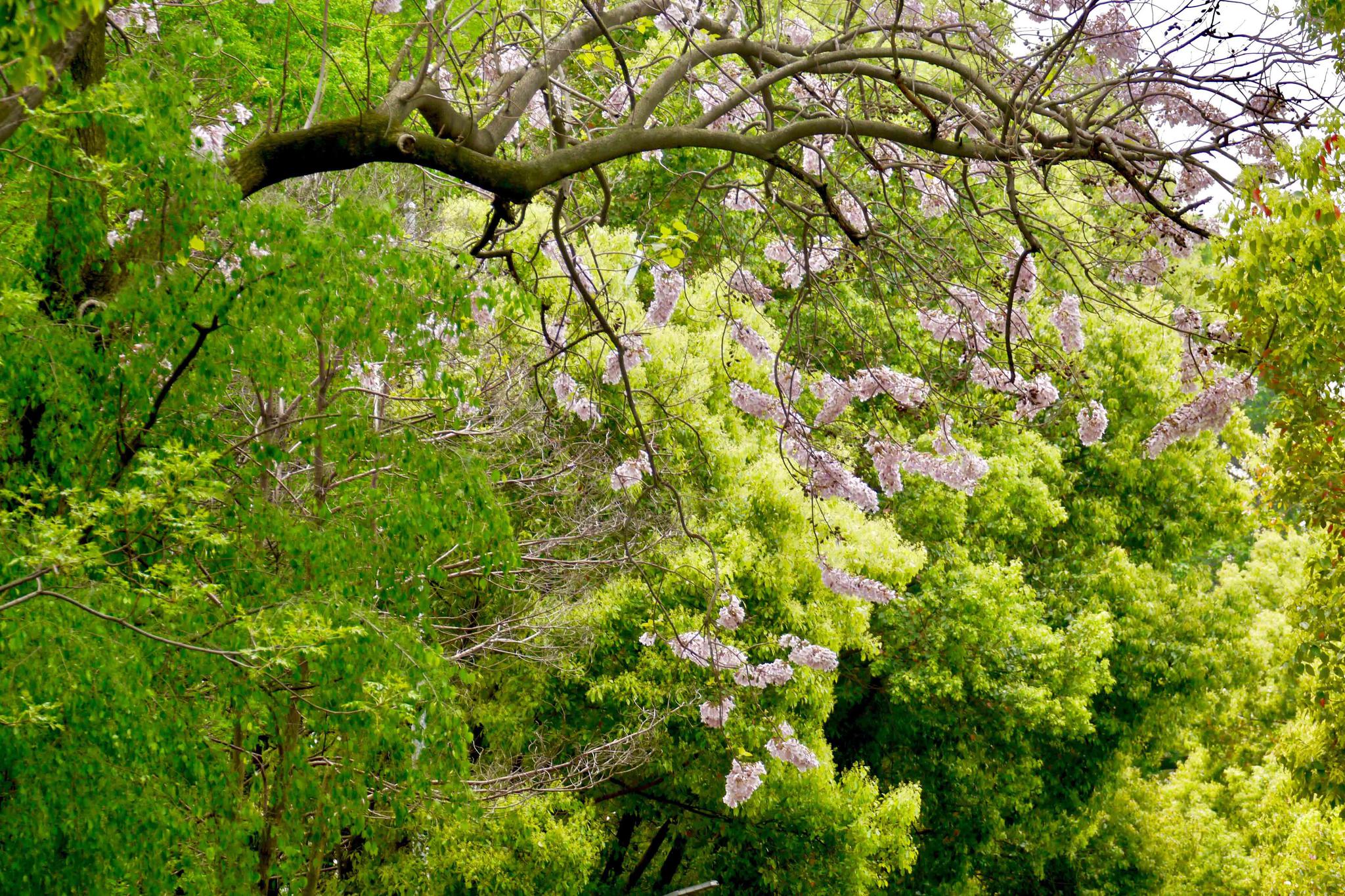 泡桐花这温婉的紫花湖北工业大学武汉大学