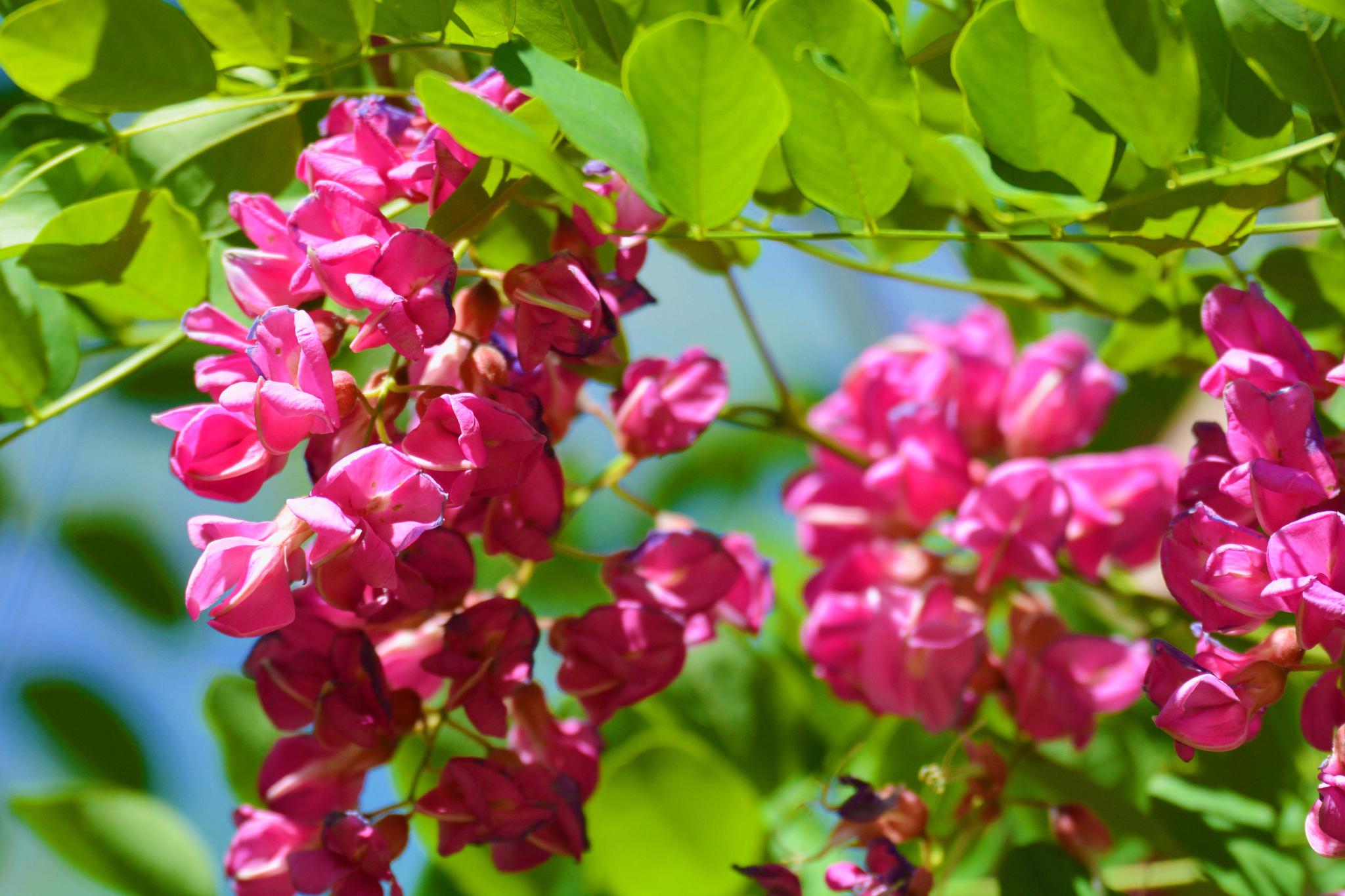 粉花刺槐开得如此美原创摄影