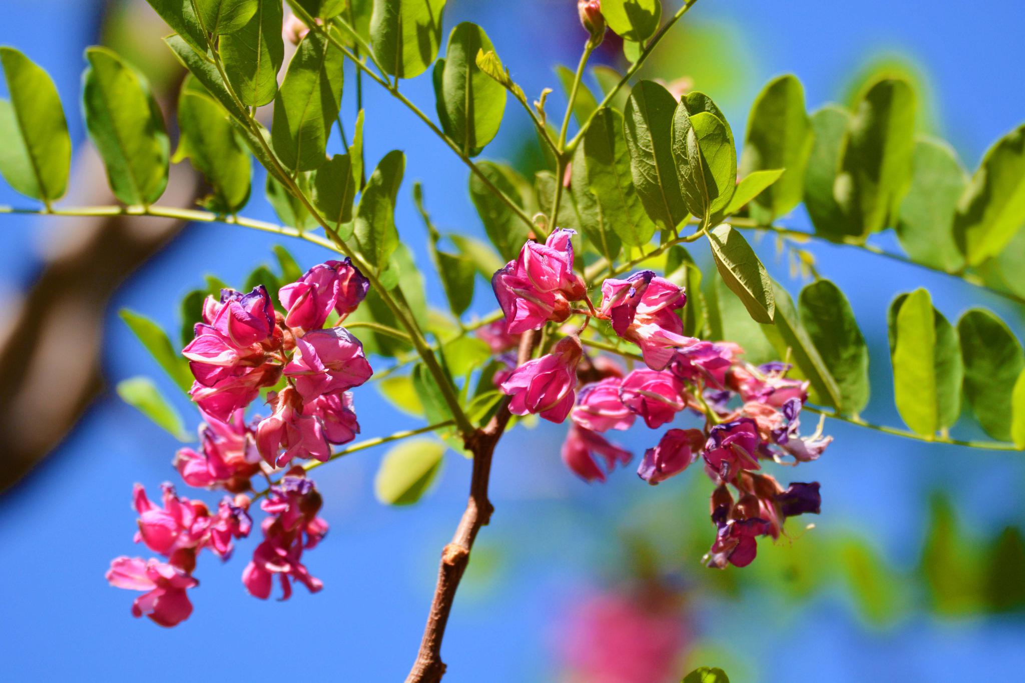 粉花刺槐开得如此美原创摄影