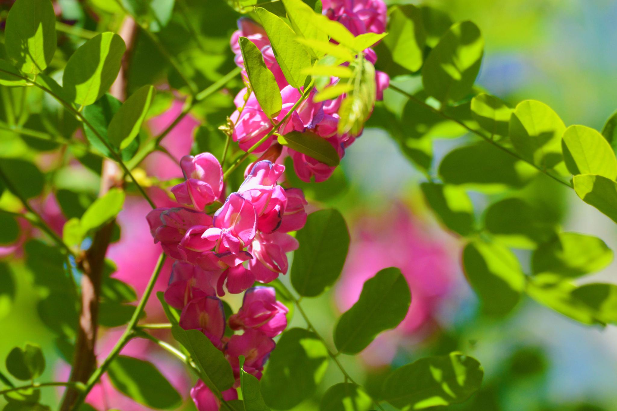 粉花刺槐开得如此美原创摄影