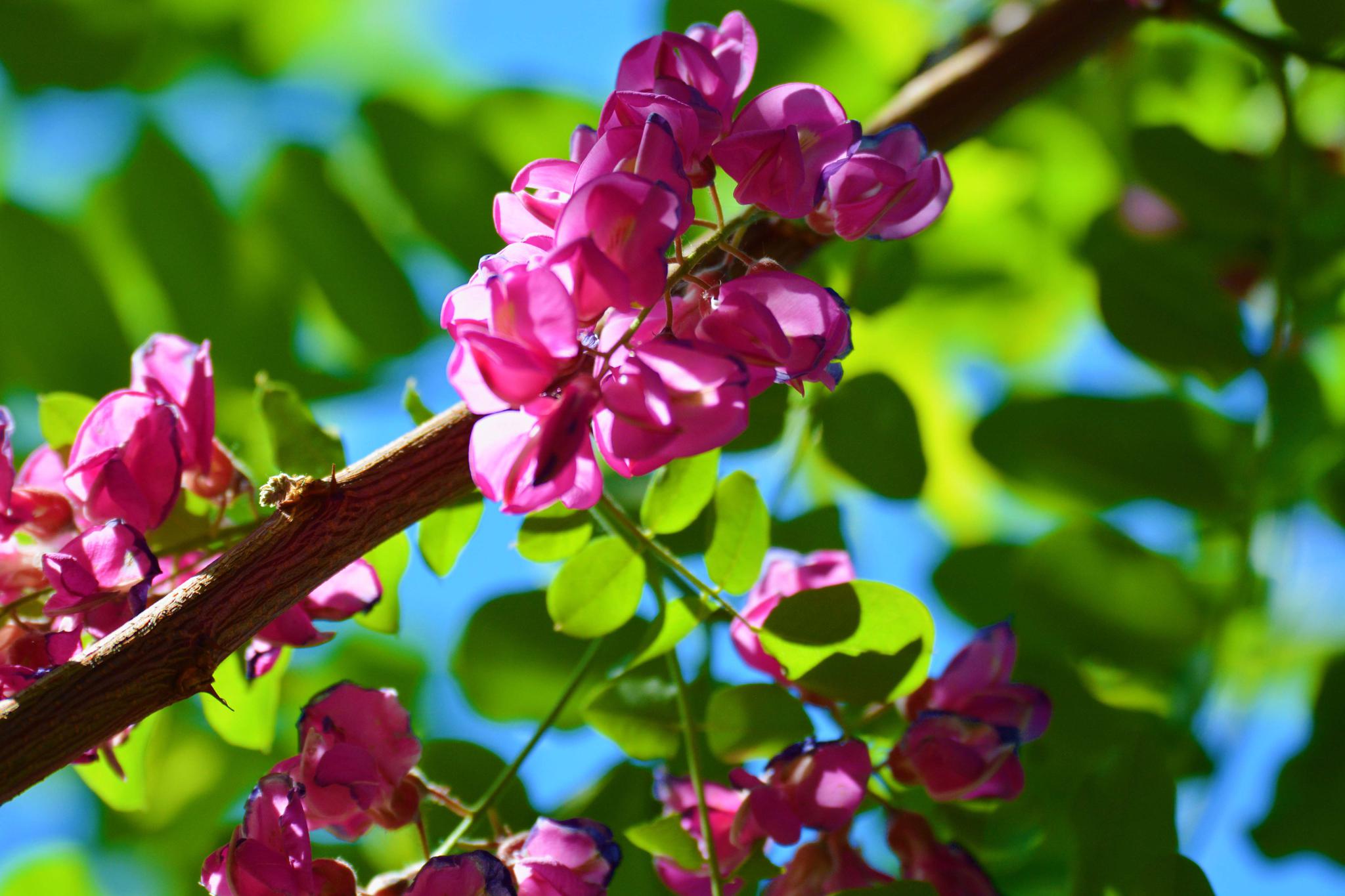 粉花刺槐开得如此美原创摄影